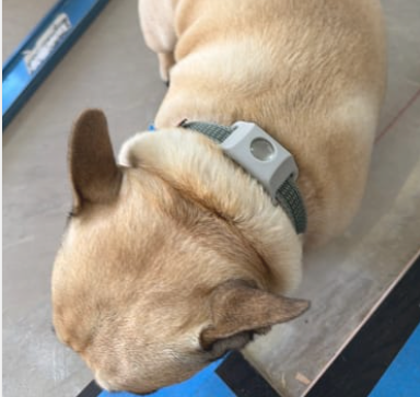 FurSentry™ Pendant - 12 Month Protection
