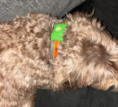 FurSentry™ Pendant - 12 Month Protection