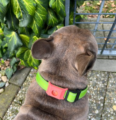 FurSentry™ Pendant - 12 Month Protection